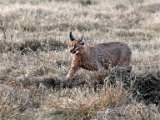 Rooikat 2  Caracal hunting   Rooikat op jag
